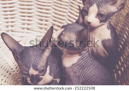 Close up Five Little Gray Sphynx Behave Kitten Inside the Basket Looking Up.
