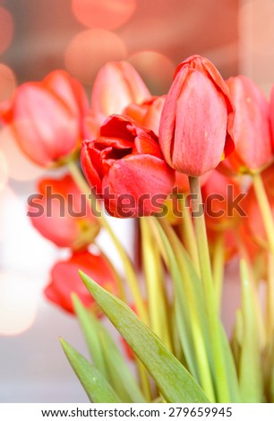 Bouquet of fresh red tulips symbolic of spring , love and romance for a loved one on an anniversary or Valentines Day
