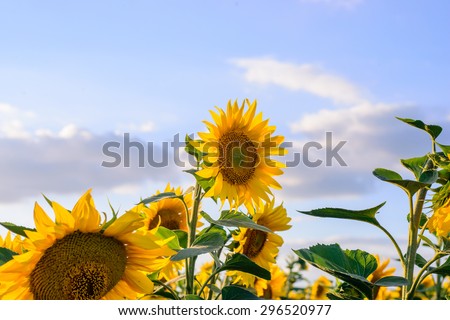 Plenty of Blooming Sunflower Plants Growing on the Field on a Sunny Season Against Blurry Sky.
