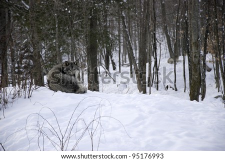 wolf laying on the snow