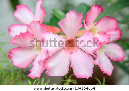 Floral background. Desert rose Pink Adenium,Tropical flower pink on nature green leaf background