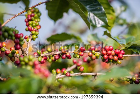 Coffee Plant. Red coffee beans on a branch of coffee tree. ,	Branch of a coffee tree with ripe fruits ,fresh coffee Cherry name