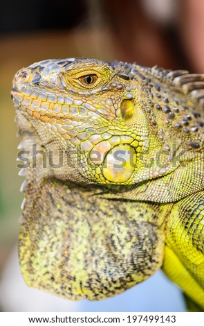 close-up green Iguana reptile animal background blur ,macro black ,brown ,yellow,skin sharp and rough ,eyes fierce have tip ,perfectly