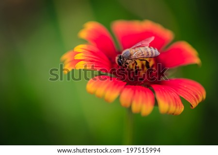 macro bee center  on the chamomile pink flower on the garden ,focused bee on park  ,be deep background blur-vivid flowers pink and orange