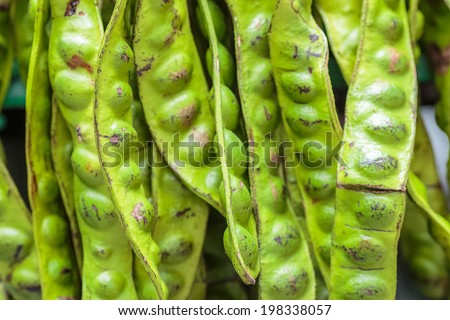 Stink Bean,Parkia Speciosa twisted cluster beans ,Big pod of stinking beans, a special beans in many dishes of southeast Asian Food. Tropical stinking edible beans