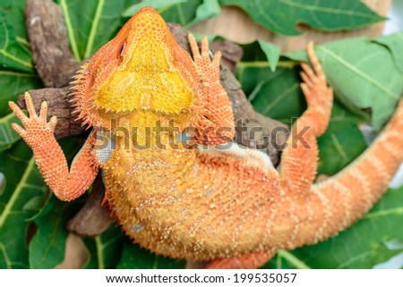 Hypo Leatherback Bearded Dragon perched on leaves green a branch ,sitting on tree in the natural habitat skin surface rough