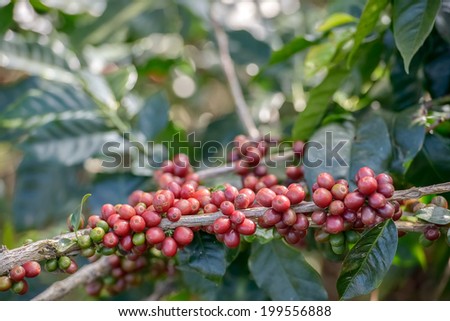 Coffee Plant. Red coffee beans on a branch of coffee tree. Branch of a coffee tree with ripe fruits ,fresh coffee Cherry name ,green leaves have bokeh background