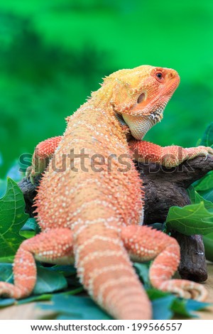 Big fat  Hypo Leatherback Bearded Dragon perched on leaves green a branch ,sitting on tree in the natural habitat. close-up photos ,red ,orange skin surface rough
