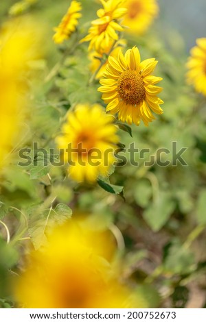 Beautiful sunflower farm background ,foreground sunflower yellow flower bloomed on summer landscape ,fresh and bright have sunny effect have shadow on sunflower