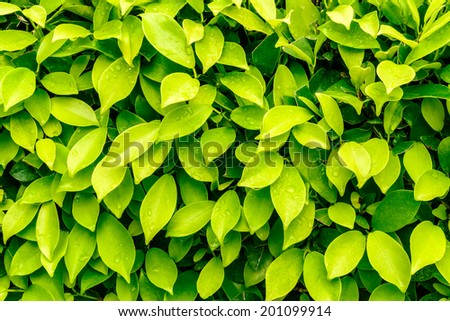 Green leaves real wall background have water drop sunlight background and texture natural bright in the morning