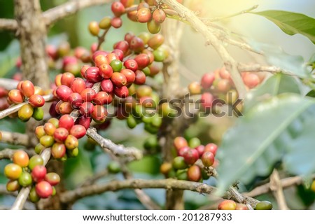 Coffee Plant. Red coffee beans on a branch of coffee tree Branch of a coffee tree with ripe fruits ,fresh coffee Cherry name ,green leaves have bokeh background
