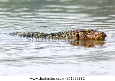 Water Monitor or Varanus salvator in swamp focus eyes animal reptile swimming