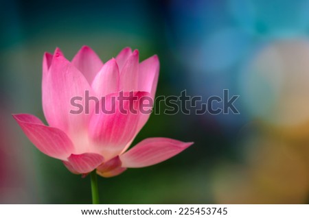 pink beautiful lotus flower bokeh background 	colorful circle bokeh background