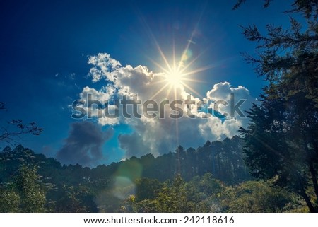 bright sun on blue sky dramatic illuminated 	Feather grass backlite by sun light