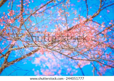 Blooming tree in spring with pink cherry blossom flowers Wild Himalayan cherry flower at Doi Ang Khang, Chiang Mai, Thailand