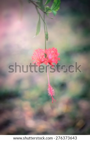 Blur style Chinese rose red flower hang with stem and leaves bokeh