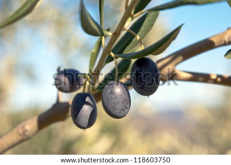 Olives growing on the olive tree