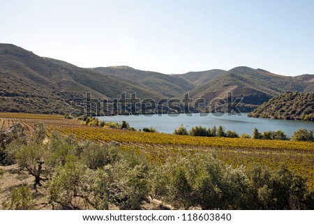 Vineyards at Douro river valley in autumn, Uncesco world heritage, Portugal
