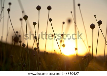 Dry Spare Of Grass In Sunset Dawn