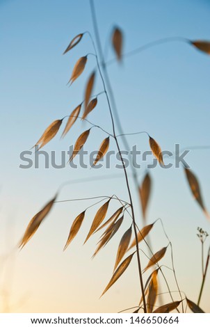 Dry oat plant in sunset dawn