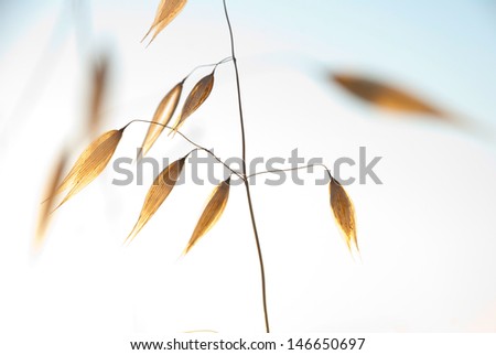 Dry oat plant in sunset dawn