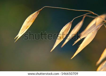 Dry oat plant over the green background