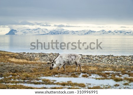 Reindeer eating grass infront of the sea and mountains in slow in Svalbard, Arctic