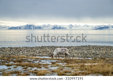 Reindeer eating grass infront of the sea and mountains in slow in Svalbard, Arctic