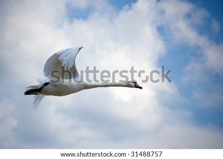 Flying Swan