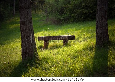 bench in a forest under the morning light