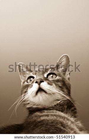 vintage portrait of a cat