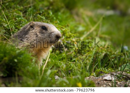 marmot in the alps