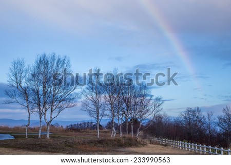 Rainbow in the forest.