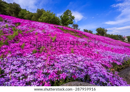 Landscape with pink flowers on the mountain, Takinoue, Hokkaido Japan.