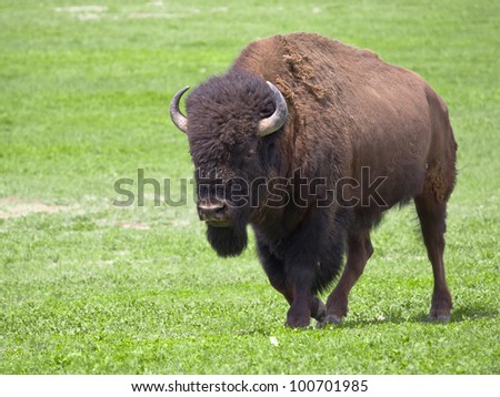 Wild buffalo in Badlands National Park, South Dakota