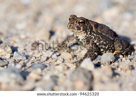 A closeup photo of an American Toad (Bufo americanus)