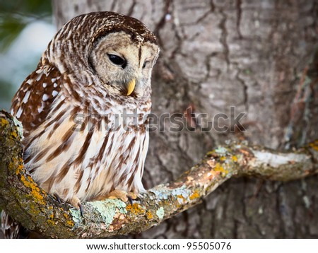 Barred owl sitting on a lichen covered branch