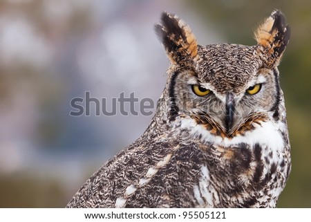Great horned owl staring at camera