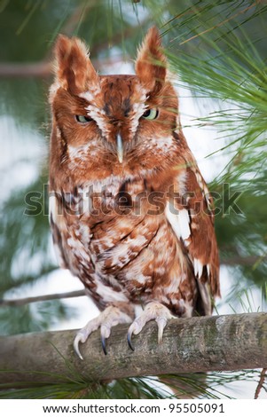 Red Morph Owl