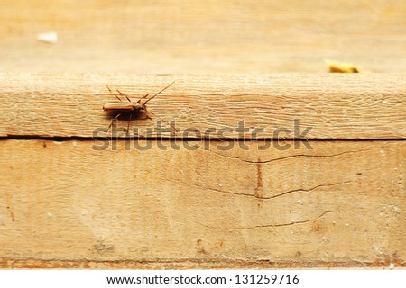 Beetle crawling on the wood floor