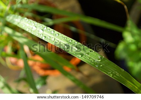 Rain drop on lemon grass leaves