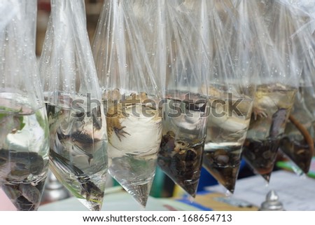 Live frog and many aquatic animals in the plastic bag for sale - Thailand