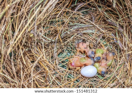 bird nest with birds hatching in the nest