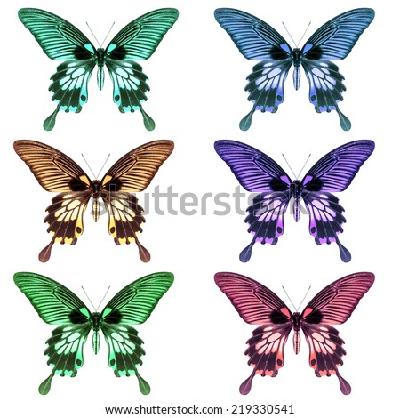 collection of colorful swallowtail butterfly on a white background with clipping path
