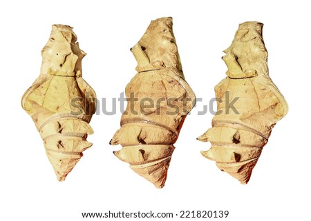 Old World Swallowtail butterfly chrysalis isolated on white background with clipping path