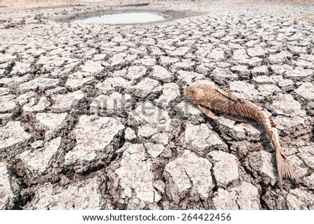 dead fish on cracked earth at drought lake heat
