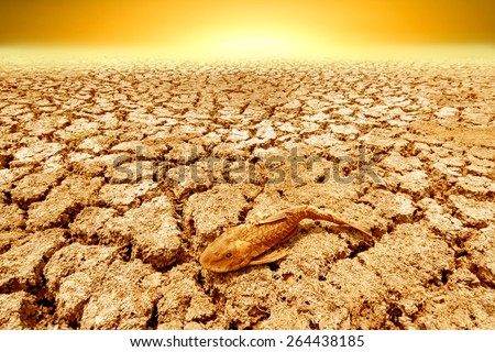 dead fish on cracked earth at drought lake heat sunrise in concept global warming