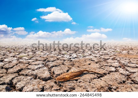 dead fish on cracked earth at drought lake heat with beautiful sky in concept global warming