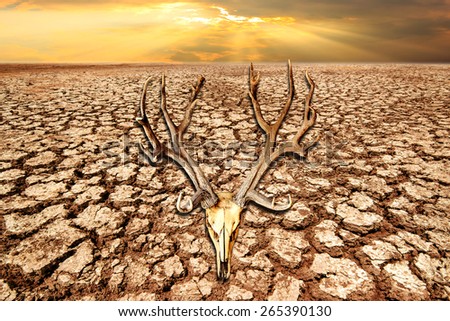 deer skull on drought land and cracked earth in sunrise with climate change and global warming