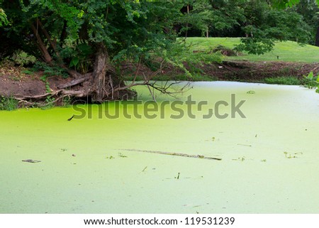 The green water weeds or water fern in a pond.
